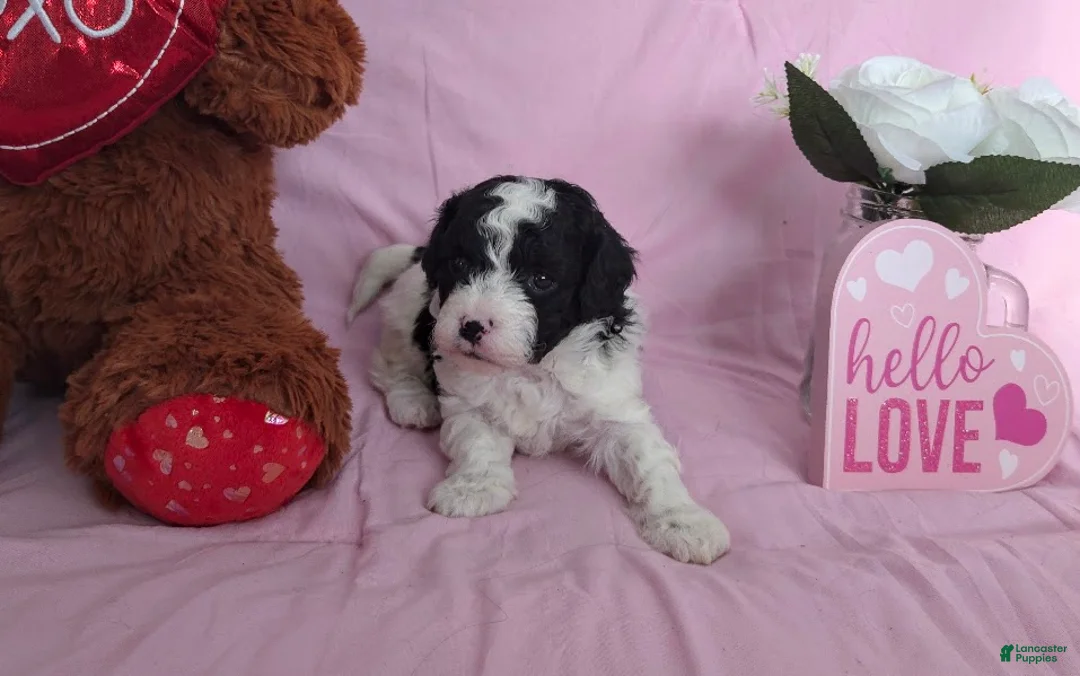 Cavapoo dogs for sale: Captain - Ad 2