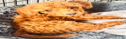 Goldendoodle dogs for sale: Rocky - Ad 5