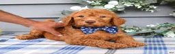 Standard Poodle dogs for sale: Richie  - Ad 5