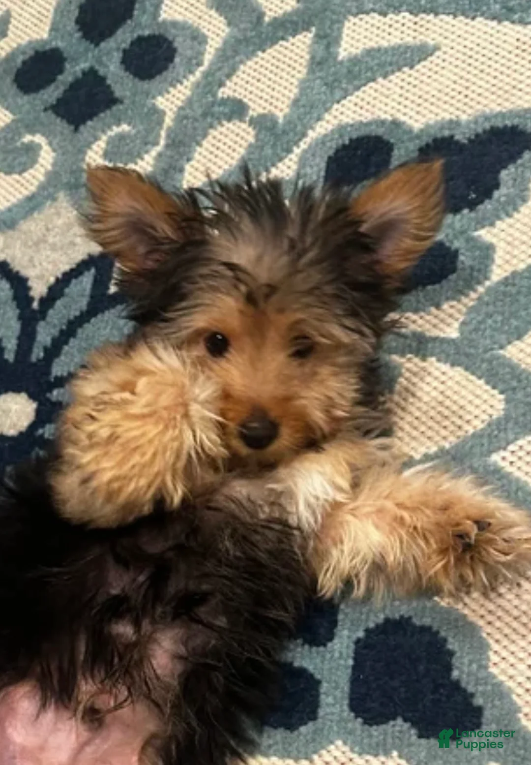 Chorkie dogs for sale: Chorkie Puppy 1 - Ad 5