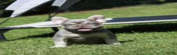 French Bulldog dogs for sale: Leroy - Ad 3