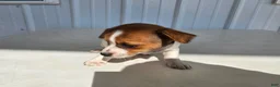 Chihuahua dogs for sale: Baby - Ad 3