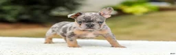 French Bulldog dogs for sale: Mason – Blue & Tan Merle - Ad 4
