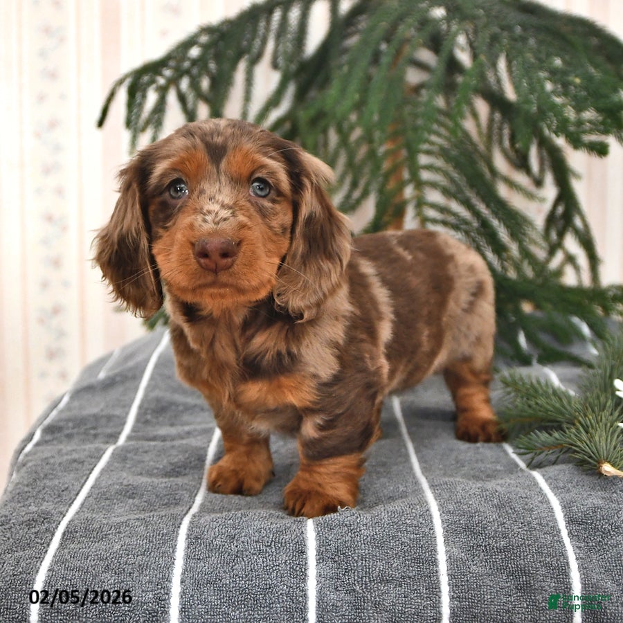 Miniature Dachshund dogs Bella   - Ad 6