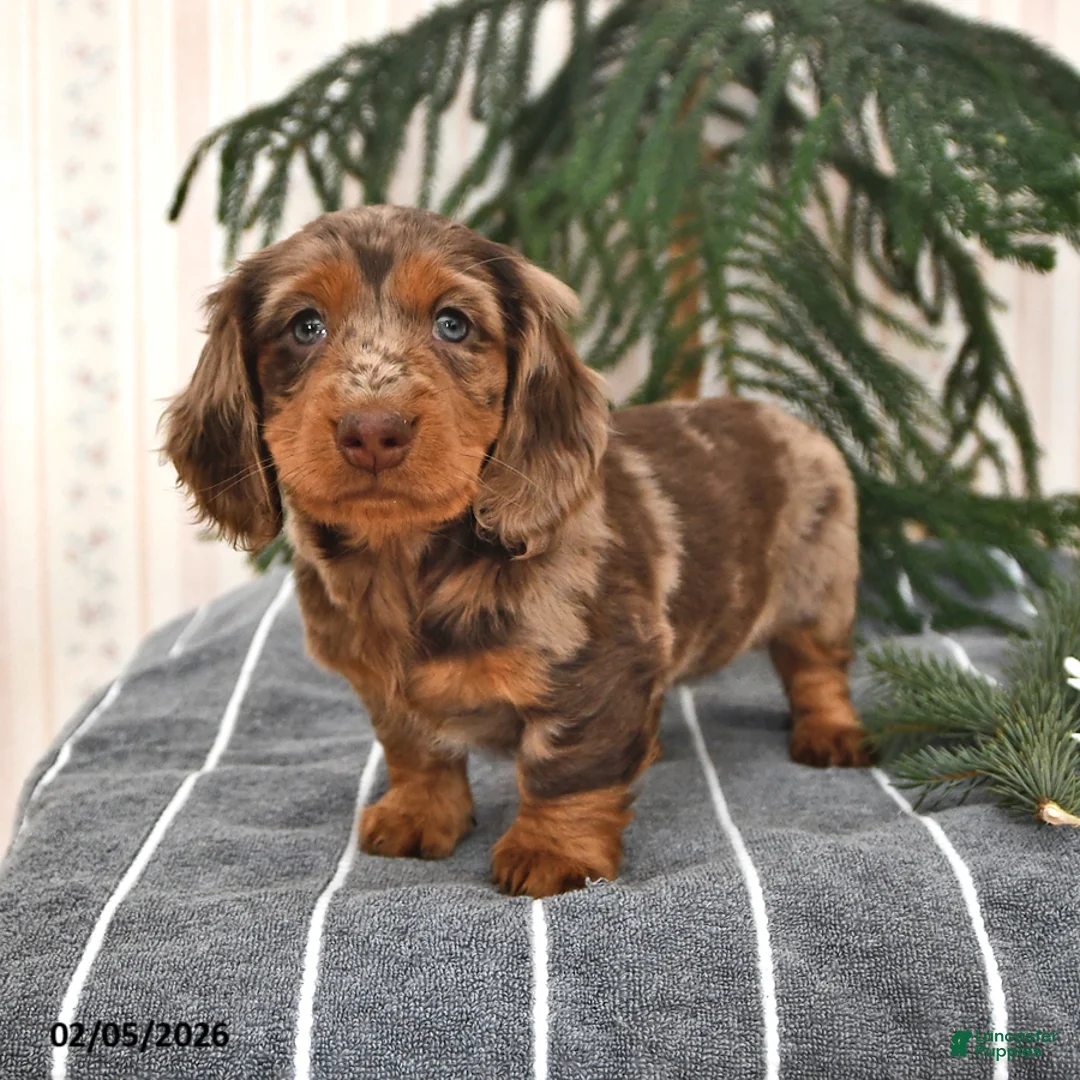 Miniature Dachshund dogs for sale: Bella   - Ad 1
