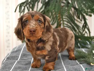 Miniature Dachshund dogs Bella - Ad 6