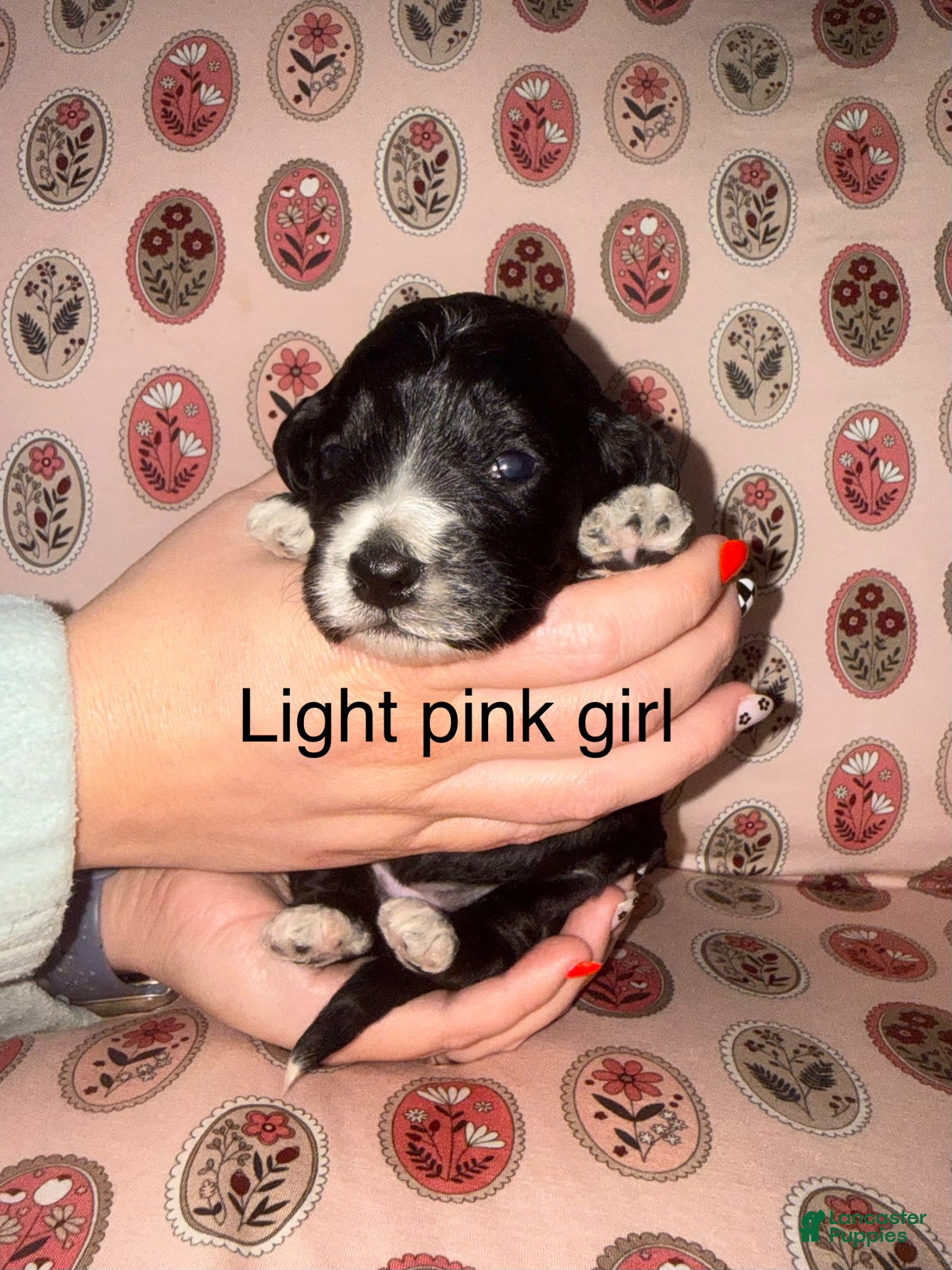 Mixed Breed dogs Light pink collar girl  - Ad 28