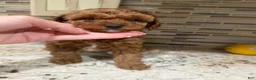 Toy Poodle dogs for sale: Dixie - Ad 2