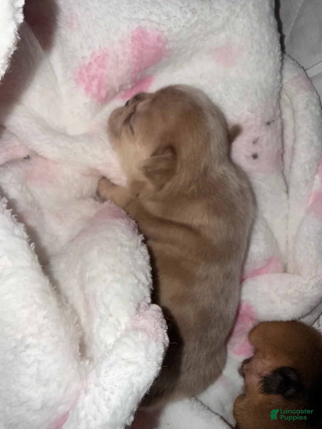 French Bulldog dogs for sale: French Bulldog Puppy 4 - Ad 10