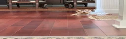 Yorkshire Terrier dogs for stud: Henri Houdini  - Ad 4