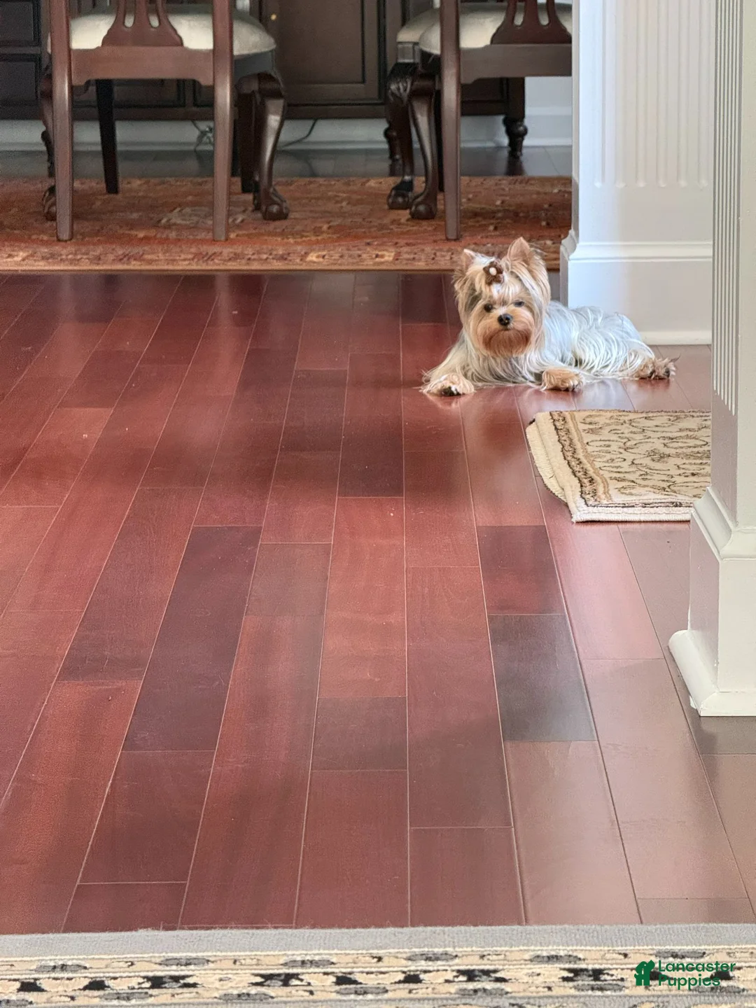 Yorkshire Terrier dogs for stud: Henri Houdini  - Ad 4