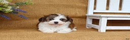 Cavapoo dogs for sale: Ivy  - Ad 4