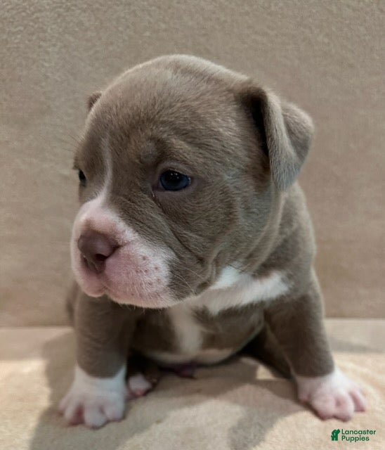 American Pit Bull Terrier dogs American Merle Bully Pit Puppy  - Ad 1