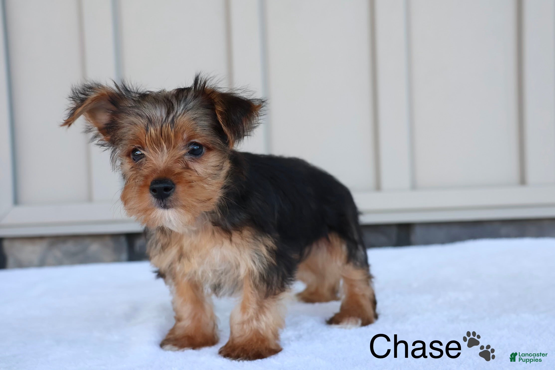 Yorkshire Terrier dogs Chase - Ad 2