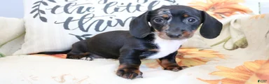 Dixie