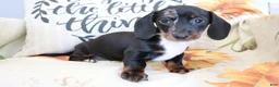 Miniature Dachshund dogs for sale: Dixie - Ad 1