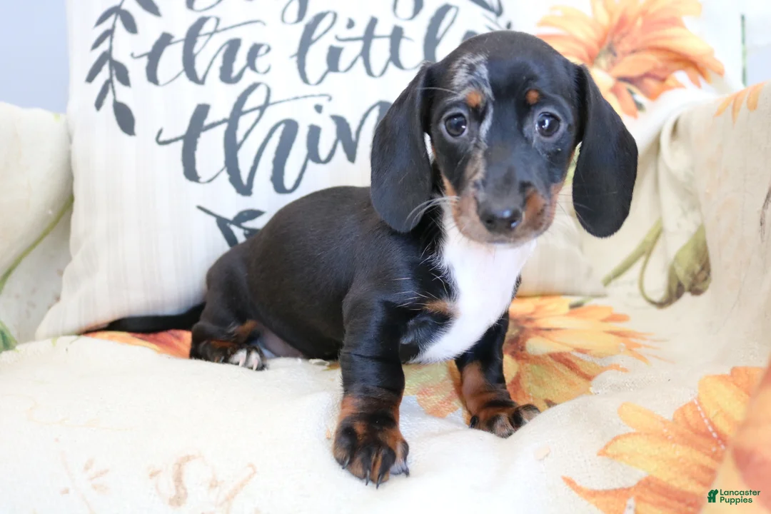Miniature Dachshund dogs for sale: Dixie - Ad 1