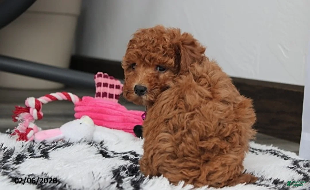 Bichpoo dogs for sale: Trixie - Ad 6