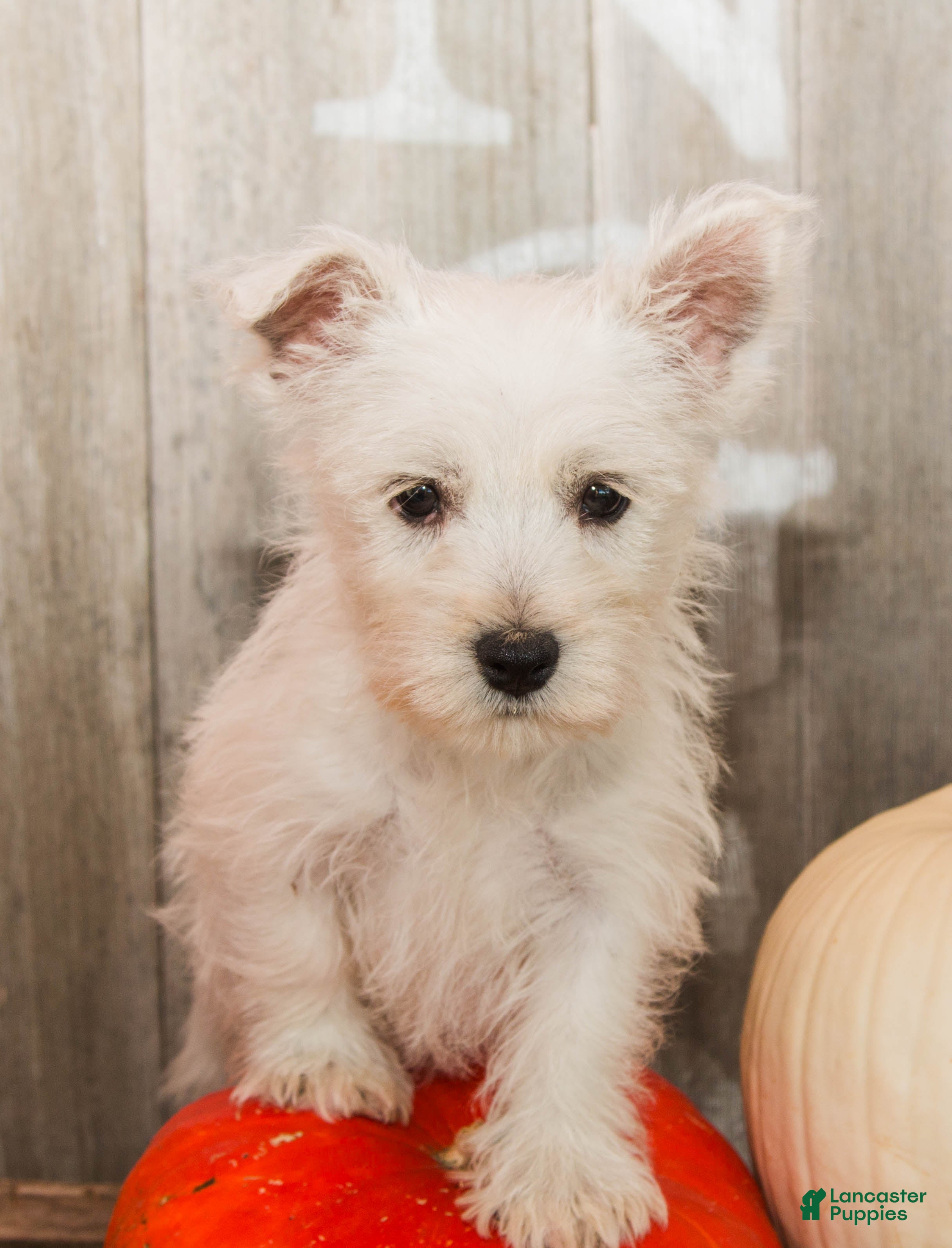 West Highland Terrier dogs for sale: Goldenrod - Ad 1