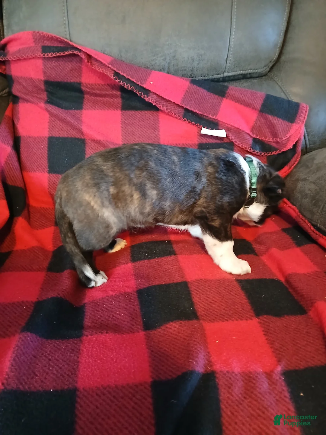 Boston Terrier dogs for sale: Boston Terrier Puppy 4 - Ad 3