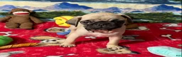 Pug dogs for sale: Billy - Ad 7