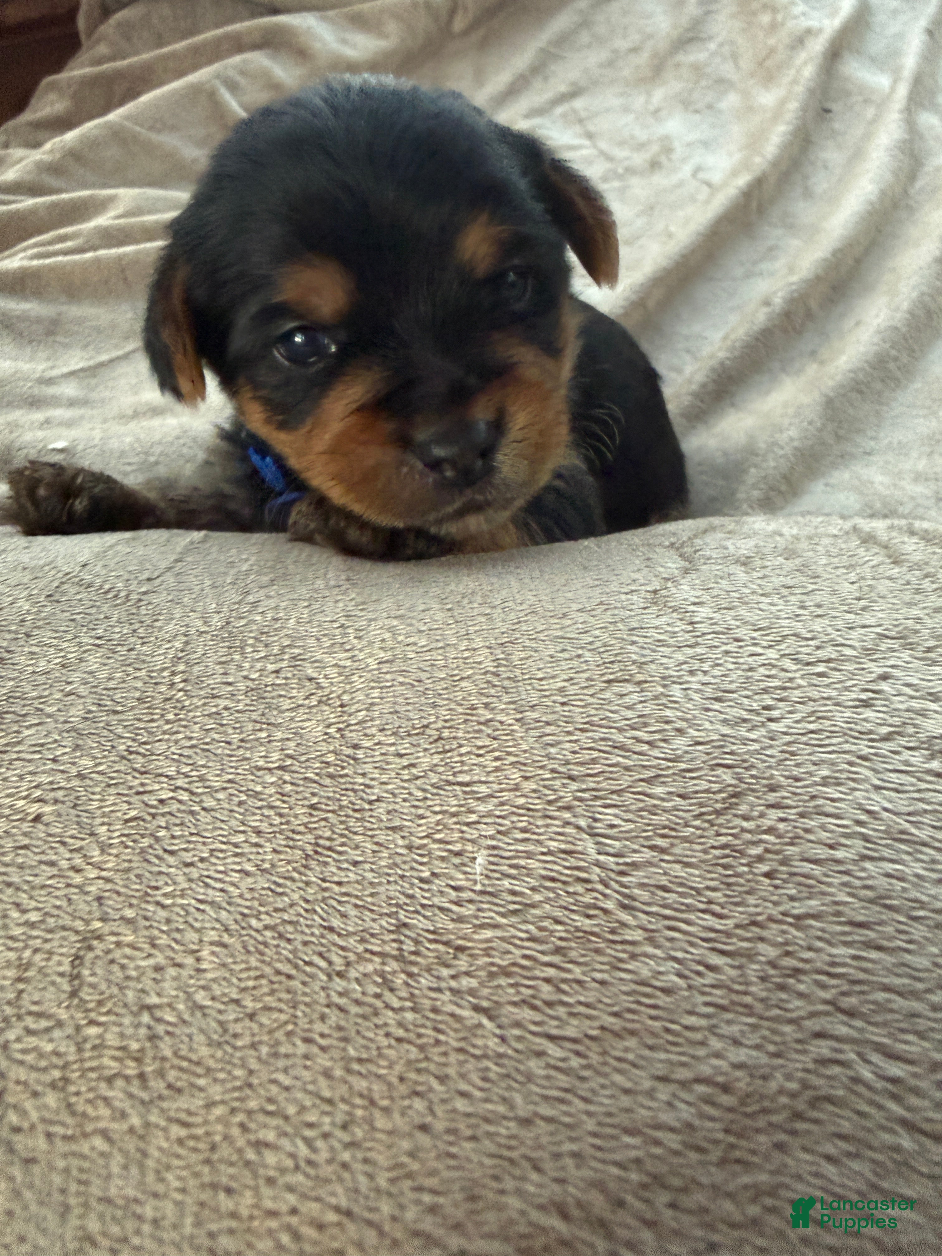 Yorkshire Terrier dogs Jordan - Ad 6