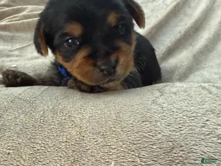 Yorkshire Terrier dogs Jordan - Ad 6