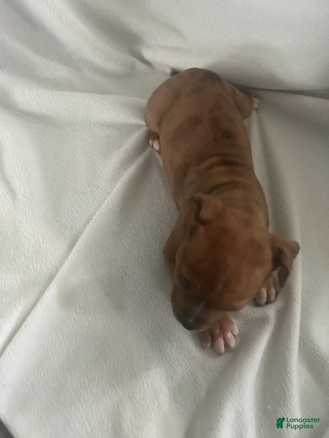 American Bully dogs for sale: American Bully Puppy 1 - Ad 3