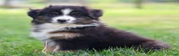 Miniature Australian Shepherd dogs for sale: Jen - Ad 1