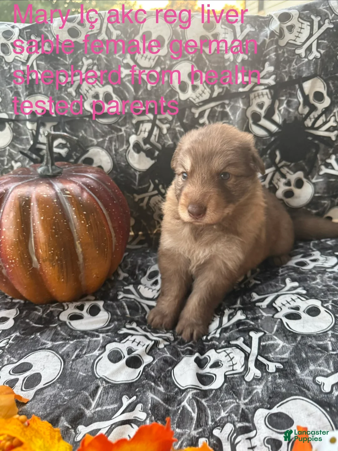 German Shepherd dogs for sale: Mary - Ad 2