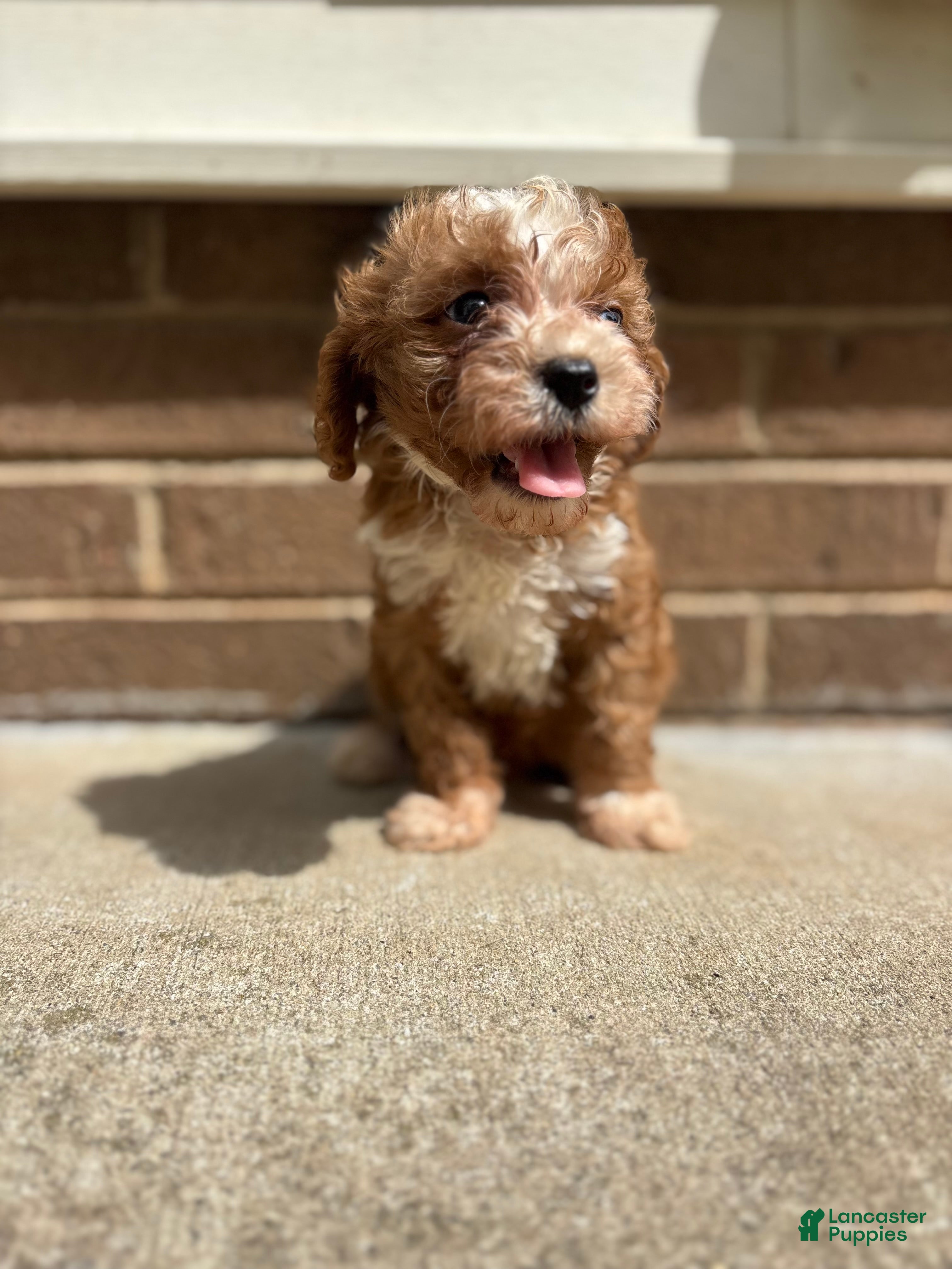 Cavapoo dogs Teddy - Ad 1