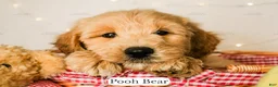 Goldendoodle dogs for sale: Pooh Bear - Ad 4