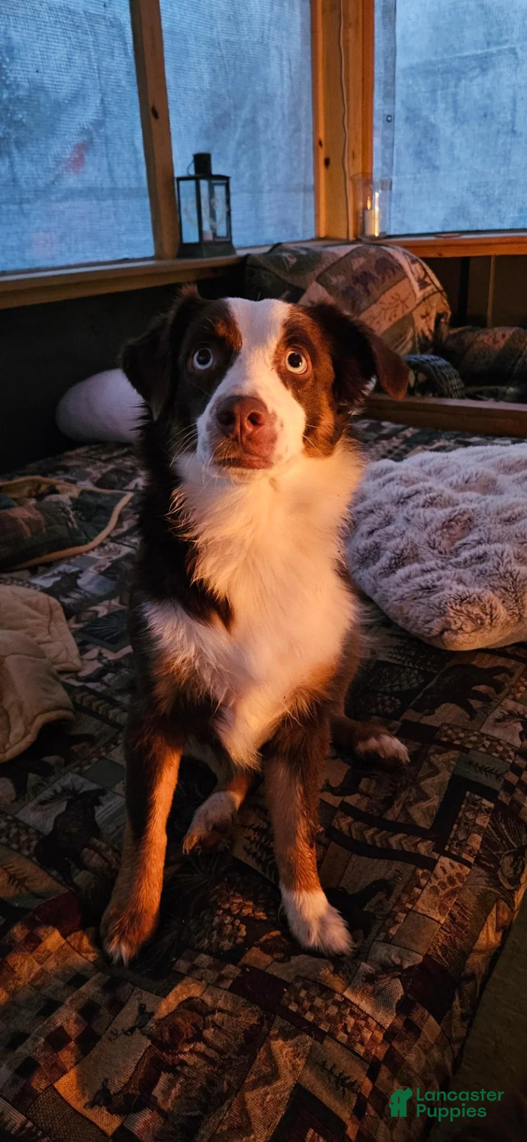 Miniature Australian Shepherd dogs for sale: Miniature Australian Shepherd 1 - Ad 2