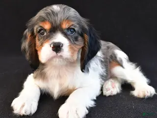 Mixed Breed dogs for sale: Ace - Ad 1