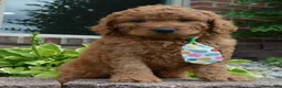 Mini Goldendoodle dogs for sale: Mini Gus - Ad 11