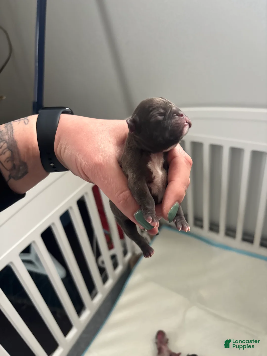 Mixed Breed dogs for sale: Mixed Breed Puppy 5 - Ad 2