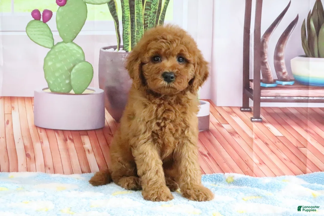 Mini Goldendoodle dogs for sale: Kali - Ad 1