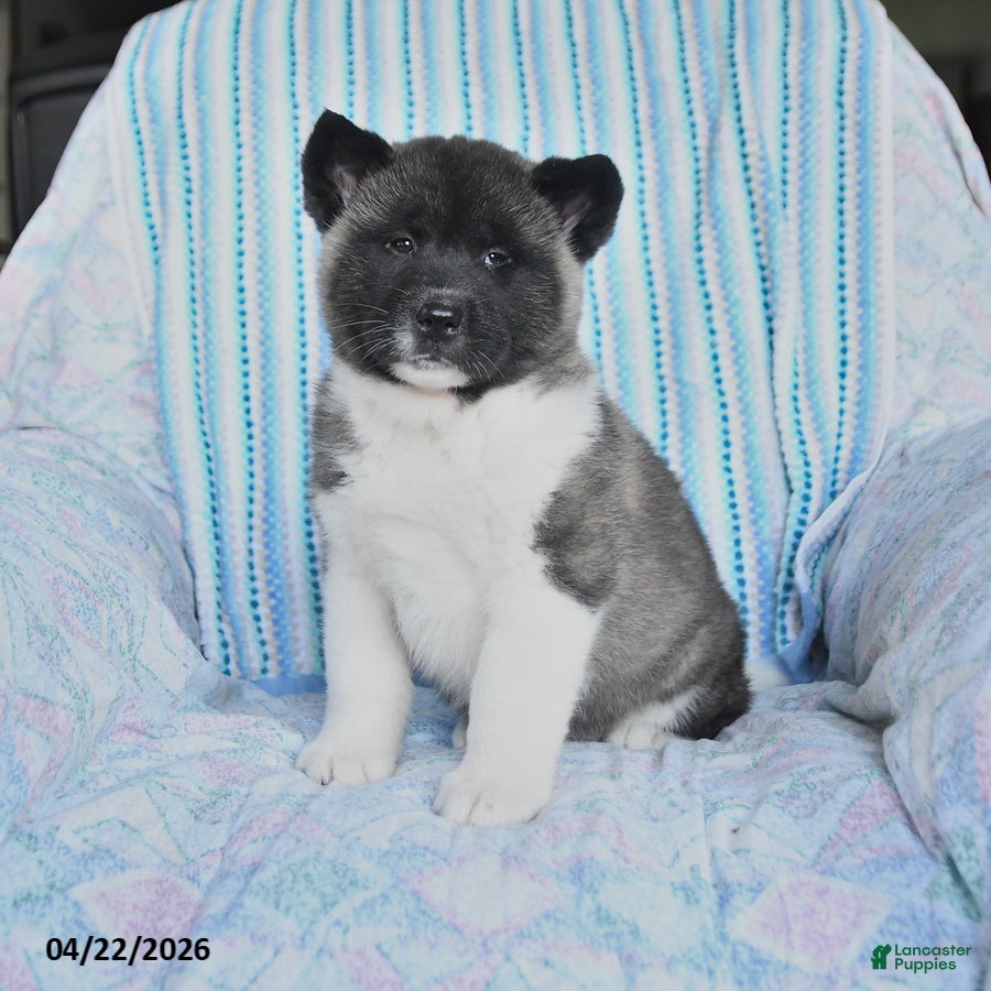Akita dogs Elen - Ad 1