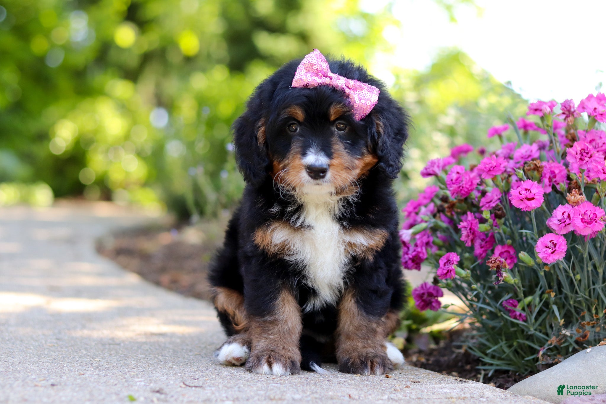 Mini Bernedoodle dogs Pearl - Ad 1