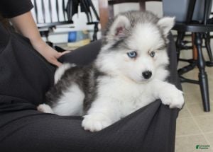 Pomsky dogs Petunia - Ad 20