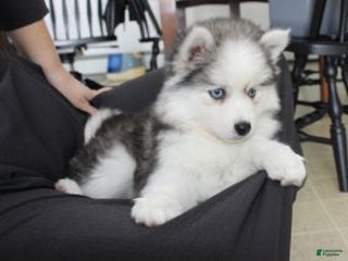 Pomsky dogs Petunia - Ad 20