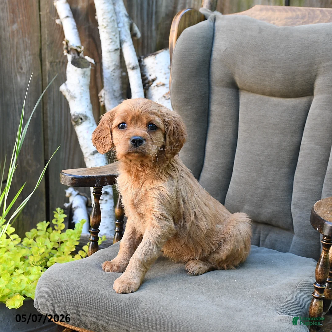 Miniature Golden Retriever dogs for sale: Brigid - Ad 1