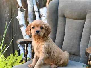 Miniature Golden Retriever dogs for sale: Brigid - Ad 4