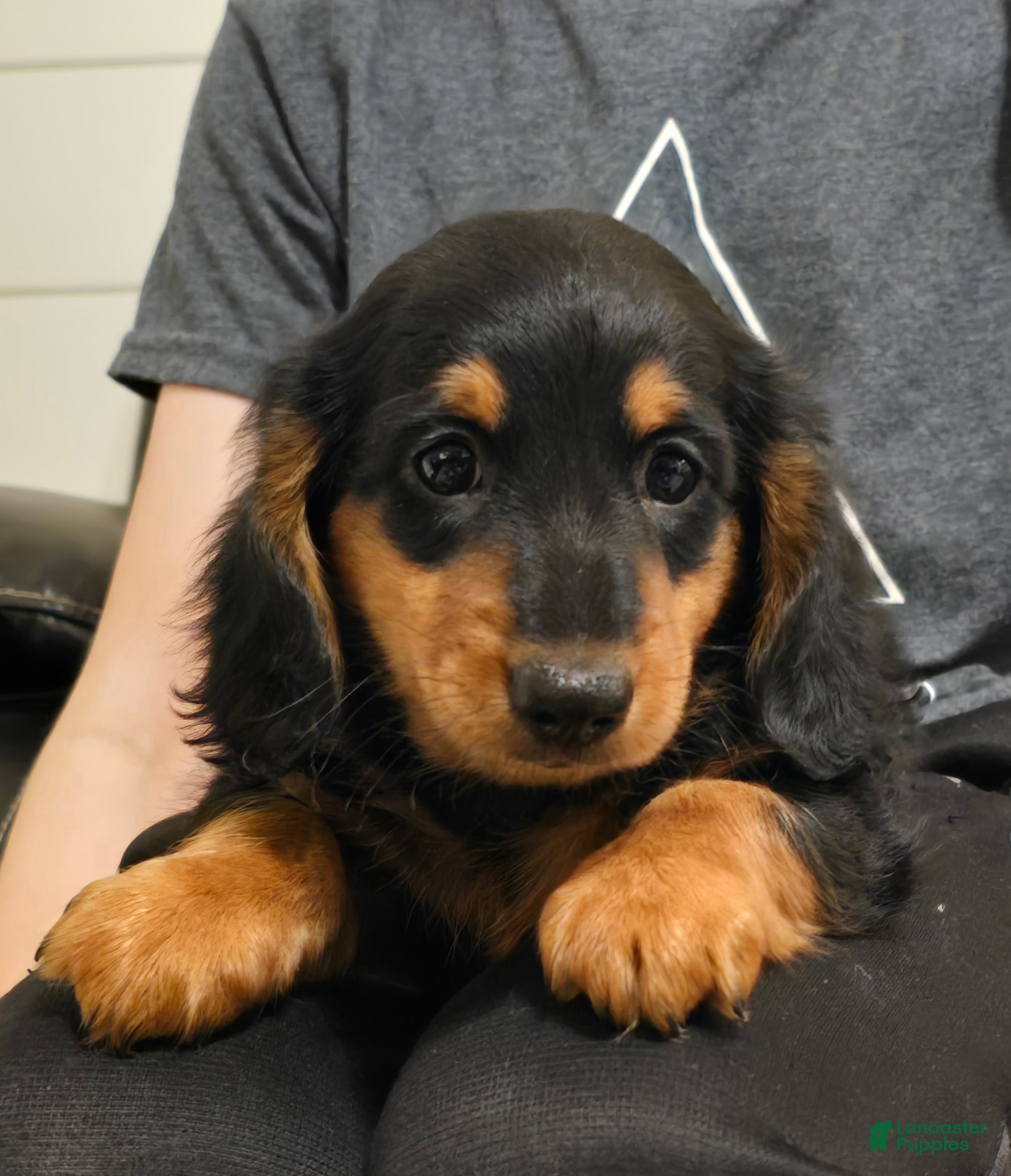 Miniature Dachshund dogs Tucker  - Ad 1