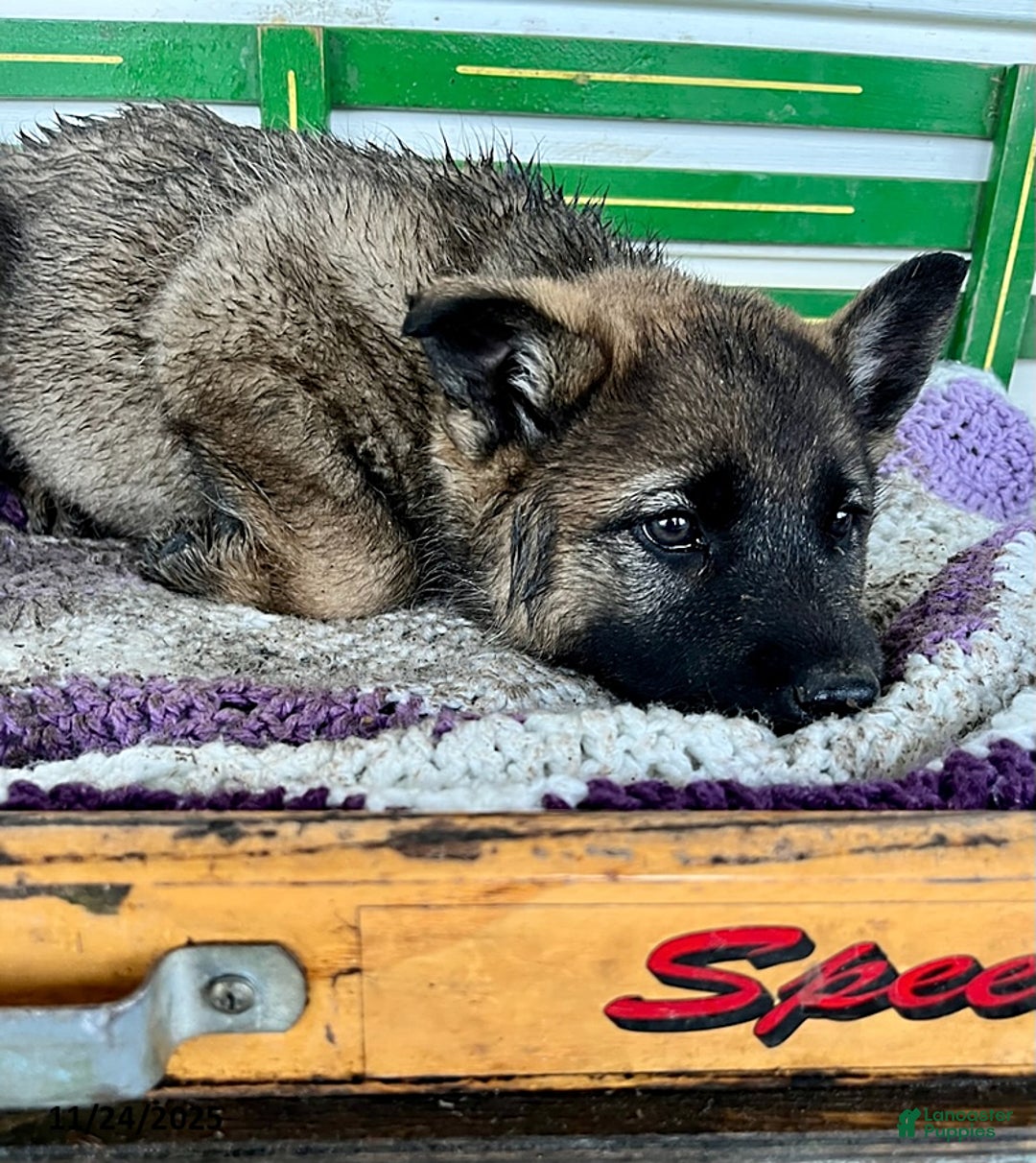 Mixed Breed dogs for sale: Bandit - Ad 2