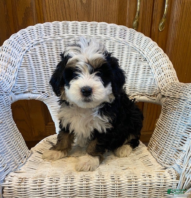 Mini Bernedoodle dogs Scout - Ad 29