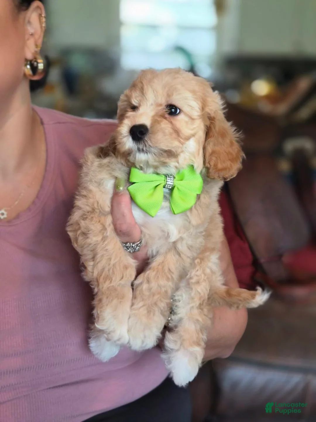Maltipoo dogs for sale: Benji - Ad 6
