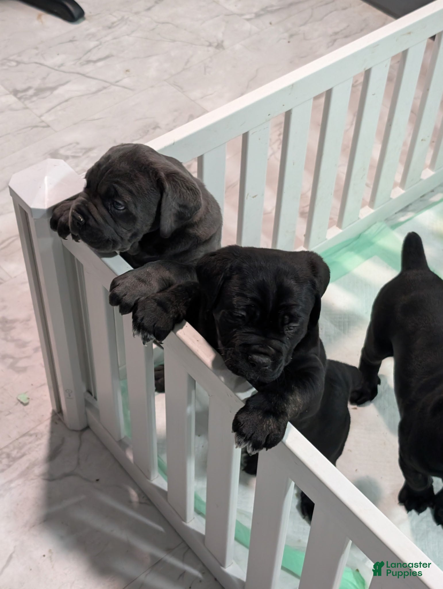 Cane Corso dogs Cane Corso Puppy 2 - Ad 14