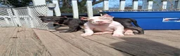 American Bully dogs for sale: American Bully Puppy 1 - Ad 15