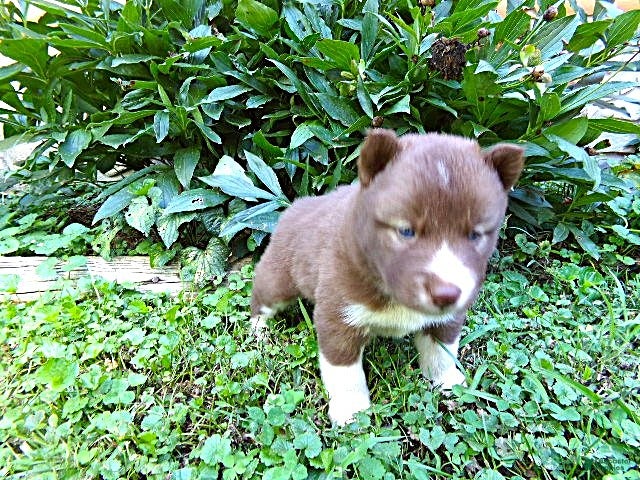 Siberian Husky dogs S1 - Ad 1